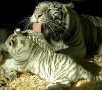 The home of the rare White Tiger The home of the rare White Tiger